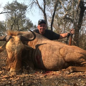 Golden Wildebeest Hunting South Africa