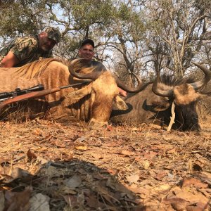 Golden Wildebeest Hunting South Africa