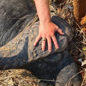 Buffalo Hunt Tanzania