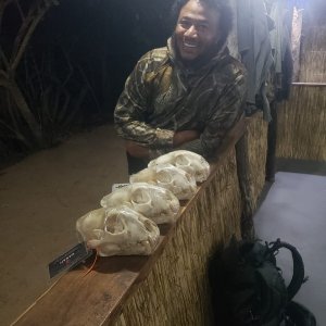 Leopard Skulls Tanzania