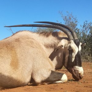 Gemsbok Hunting