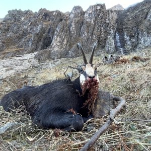 Hunting Chamois Fagaras Mountains Romania