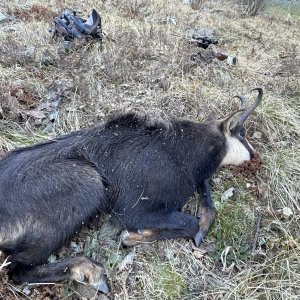 Hunting Chamois Fagaras Mountains Romania