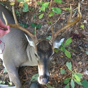 Whitetail Deer Hunting