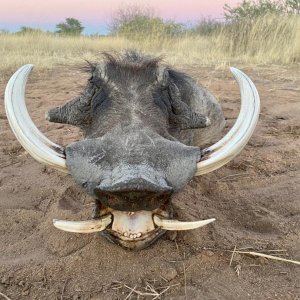 Warthog Hunt Namibia