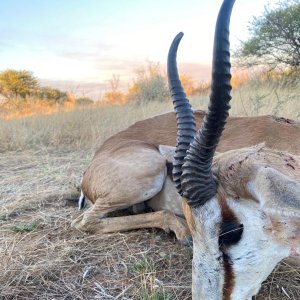 Springbok Hunt Namibia