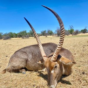 Waterbuck Hunt Namibia