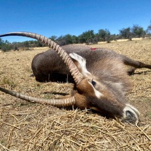 Waterbuck Hunt Namibia