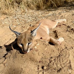 Caracal Hunt Namibia