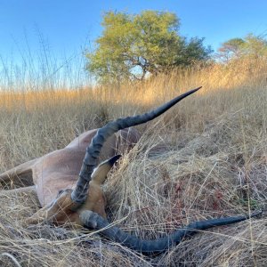 Impala Hunt Namibia