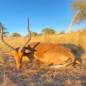 Impala Hunt Namibia