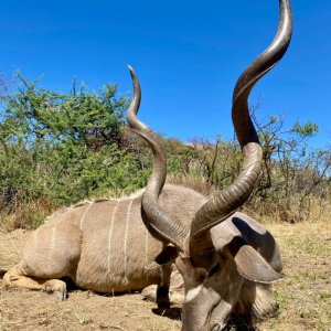 Kudu Hunt Namibia