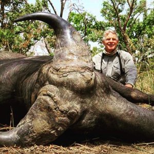 Western Buffalo Hunting Cameroon