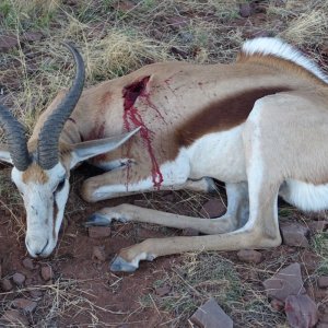 Springbok Hunt Namibia