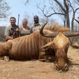 Golden Wildebeest Hunt Limpopo South Africa