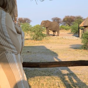 Elephant Limpopo South Africa