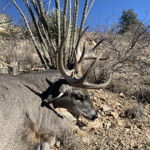 White-tailed deer Hunting