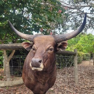 Red Bull Shoulder Mount Taxidermy