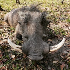 Warthog Hunting Tanzania