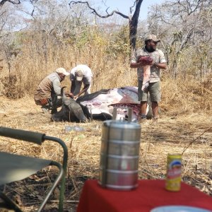 Skinning Buffalo Tanzania