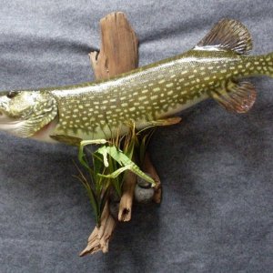 Pike Taxidermy