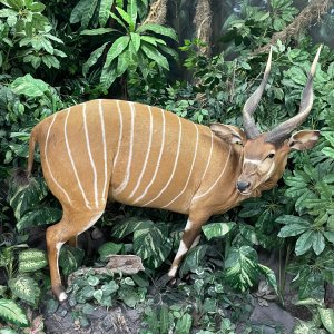 Bongo Full Mount Taxidermy