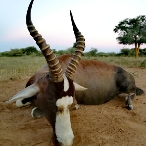 Blesbok Hunt South Africa