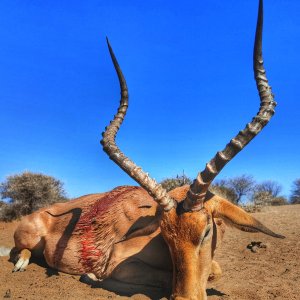 Impala Hunting South Africa