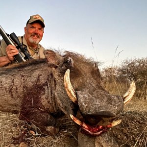 Warthog Hunting South Africa