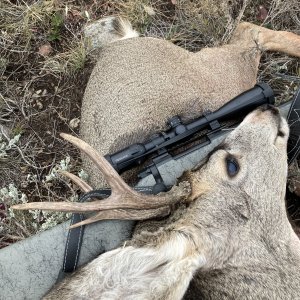 Mule Deer Hunt