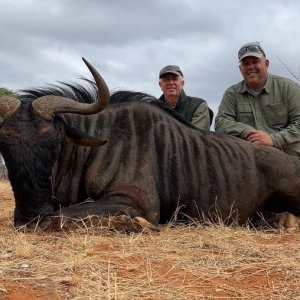 Blue Wildebeest Hunting South Africa