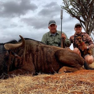 Blue Wildebeest Hunting South Africa