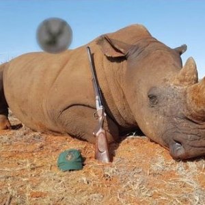 White Rhino Hunting South Africa