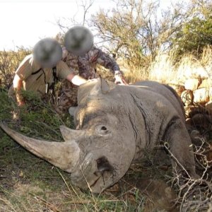 White Rhino Hunting South Africa