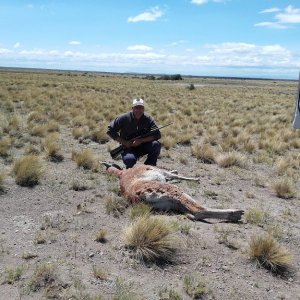 Guanaco Hutning Patagonia South America