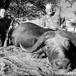 Buffalo Hunting Kalahari South Africa