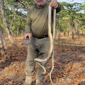 Black Mamba Snake Hunt