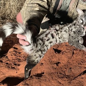 Genet Hunt Limpopo South Africa