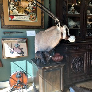 Gemsbok Pedestal Mount Taxidermy