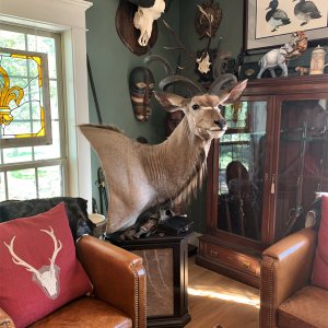 Kudu Pedestal Mount Taxidermy