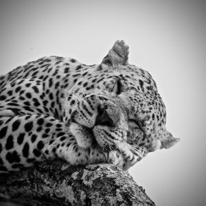 Leopard South Africa