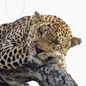 Leopard South Africa