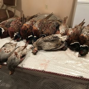 Bird Hunt Montana