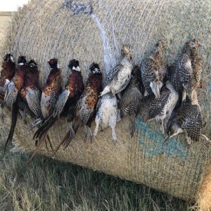 Bird Hunt Montana