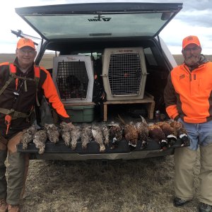 Bird Hunt Montana