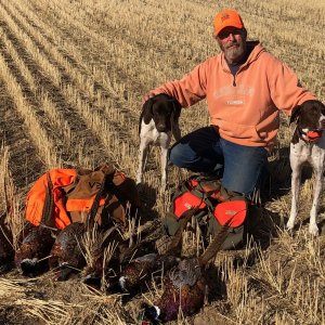 Bird Hunt Montana