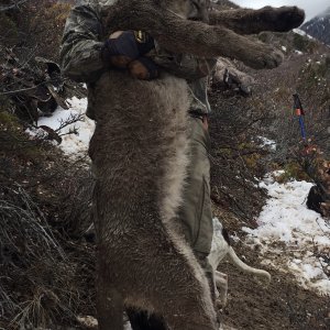 Mountain Lion Hunting