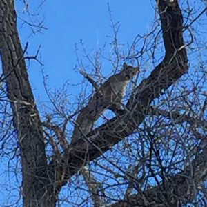 Female Mountain Lion