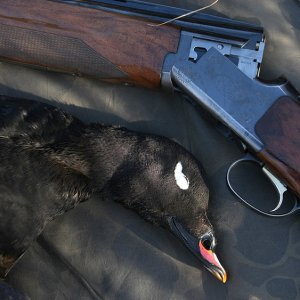 1980 Browning Citori Over & Under Double-Barreled Shotgun