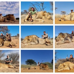 Lion Hunting South Africa